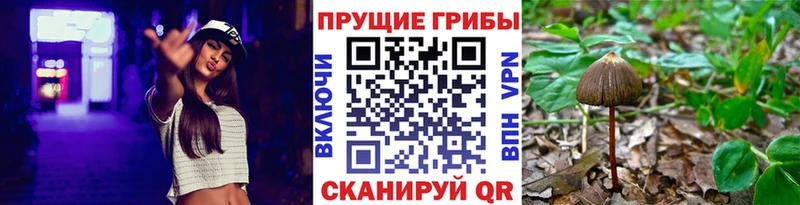 Галлюциногенные грибы Psilocybe  купить  сайты  Ильский 